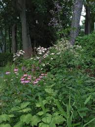 Woodland Edges Yardmap Woodland Garden Water Wise Landscaping Plants