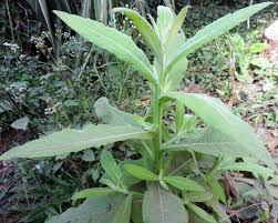 Image result for Laggera crispata