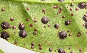 Image result for scale on plant