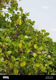 Image result for Guettarda