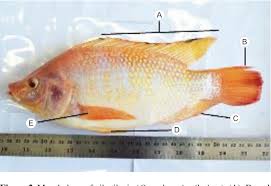 In this video i will show how to draw tilapia fish or step by step #tilapia #fish #drawing or how to draw #tilapia_fish. Pdf Comparative Anatomy And Histology Of Black Pomfret Formio Niger And Nile Tilapia Oreochromis Niloticus Kidney Semantic Scholar
