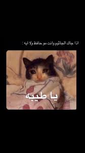 Pin By Jojo On استهبال Funny Picture Jokes Funny Grumpy Cat Memes Fun Quotes Funny