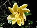 Image result for Gardenia brachythamnus