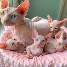 my daughter researched that a sphynx is the best cat for our family and although i was hesitant at first she was right cute hairless cat cute baby cats sphynx cat