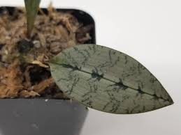 Image result for Oeceoclades