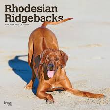The rhodesian ridgeback can be traced back as early as the 1500s when european immigrants brought several dog breeds to south africa. Rhodesian Ridgebacks 2021 12 X 12 Inch Monthly Square Wall Calendar Animals Dog Breeds Browntrout Publishers Inc Browntrout Publishers Editing Team Browntrout Publishers Design Team Browntrout Publishers Design Team 0097815222338 Amazon Com Books