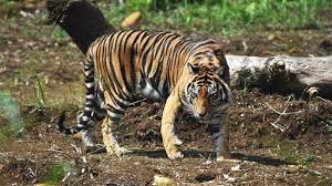 Ada yang mengatakan ketika bermimpi mengenai mimpi di kejar macan . Mimpi 2 Harimau At Syair Mimpi
