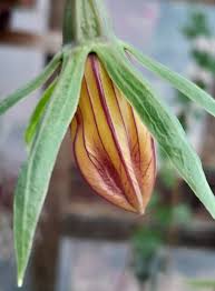 Image result for Littonia modesta