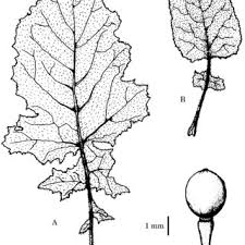 Image result for Crambe kilimandscharica