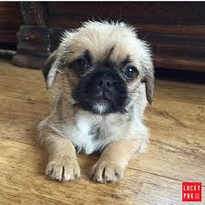 When we talk about little pets, the cutest are given to dogs. Pug Cross Breeds List Cutest Pug Mixes Information Reviews Pictures