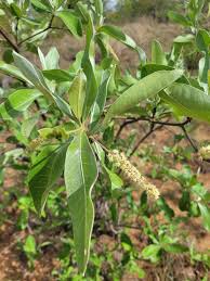 Image result for Terminalia sericea