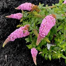 Thick, sturdy stems make the pugster series less brittle in growing and at retail, and increases winter survivability for these plants even in colder climates. Pugster Pink Butterfly Bush 3 Gallon Container Lots Of Plants
