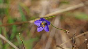 Image result for Wahlenbergia ramosissima