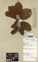 Image result for Bridelia brideliifolia