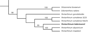 Image result for Pentarrhinum abyssinicum