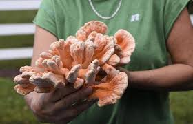 #modernwarfare #mw #callofduty 99% of players on modern warfare are missing this! Foraging For Fungus Cape Gazette