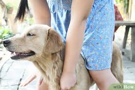 If vitamins and minerals are lacking from their diet then you may find that they have dry skin which can get crusty. How To Alleviate Dry Skin In Dogs 9 Steps With Pictures