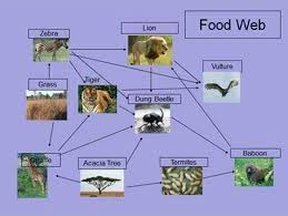 African Savanna Animals Food Web Food Web Food Web Worksheet African Savanna Animals