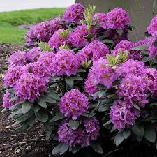 Rhododendron Dandy Man Purple Garden Shrubs Rhododendron Plant Plants