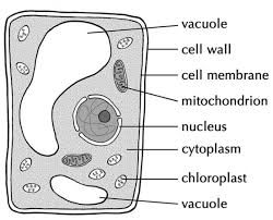 Check spelling or type a new query. Difference Between Vacuoles And Vesicles Compare The Difference Between Similar Terms
