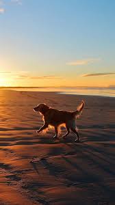 Jan 24, 2014 · amaranthine voyage: Lonely Walking Dog Sea Beach Iphone 8 Wallpaper Download Iphone Wallpapers Ipad Wallpapers One Stop Download Cute Dog Wallpaper Puppies Baby Dogs