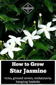 How To Grow Star Jasmine Confederate Jasmine Gardening Channel