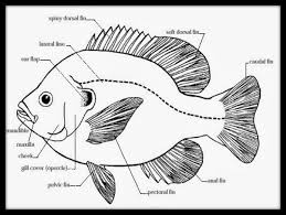 Putih mempunyai nilai terendah yaitu 1,77. Bab Ii Tinjauan Pustaka Ikan Nila Memiliki Cirri Morfologis Yaitu Berjari Jari Keras Sirip Parut Pdf Free Download