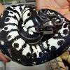 A prized snake labelled 'one of the holy grails of the ball python world' has gone on sale for an incredible $16,000, it emerged today. 1