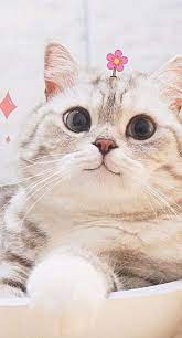67 Trendy Ideas Wallpaper Tumblr Cat Kitty Kittens Cutest Kitten Wallpaper Cute Baby Cats