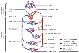 These vessels transport blood cells, nutrients, and oxygen to the tissues of the body. B108 Bc Structure And Function Of Blood Vessels