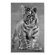 Black And White Baby Tiger Pictures Baby Tiger In Black And White Poster Zazzle Com Black And White Posters Baby Tiger White Tiger Facts