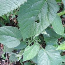 Image result for Tragia brevipes-benthamii-okanyu