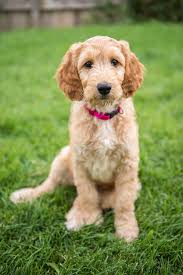 Irish doodle puppies for sale ohio. Irish Doodle Dog Breed Health Training Feeding Puppies And Temperament Petguide