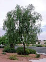 The pendulous branches of the willow acacia tree give it a weeping, drooping appearance. Norm S Favorite Desert Trees Nevada Public Radio