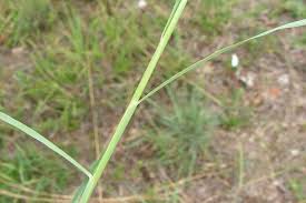 Image result for Hyparrhenia cymbaria
