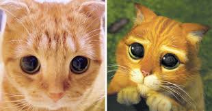 Conheça Muta, o Gato de Botas da vida real que a internet se apaixonou