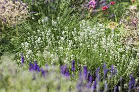 Echter lavendel braucht nur wenig fürsorge: Blumenportrait Lavendel Pflanzen Schneiden Pflegen