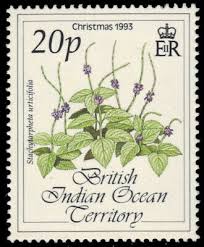 Image result for Stachytarpheta urticifolia