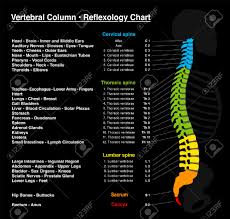 Reflexology Chart Human Backbone With Accurate Description