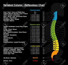 reflexology chart human backbone with accurate description