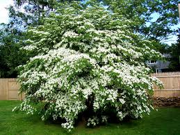 Common names include japanese dogwood, . Korean Dogwood Globerove Com
