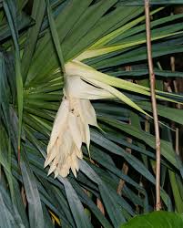 Image result for Pandanus sp. A