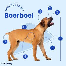 Rhodesian ridgeback mixed breed doggies cuddling adoption future animals little puppies physical intimacy. Boerboel Breed Characteristics Care Photos Bechewy