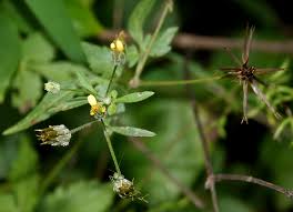 Image result for Bidens biternata