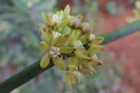 Image result for Cynanchum orangeanum