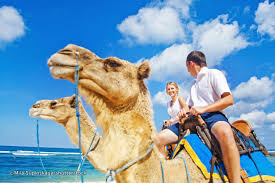 Bagi anda yang penasaran dengan kendaraan tempo dulu. Pin On Camel Wedding Pic