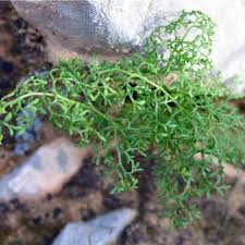 Image result for Actiniopteris semiflabellata