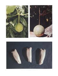 Image result for Lagenaria abyssinica