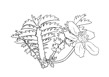 Malvorlage Dschungelpflanzen Coloring And Malvorlagan