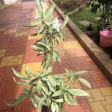 Image result for Tabernaemontana